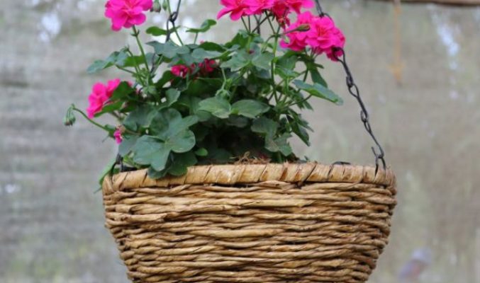 Indoor plants