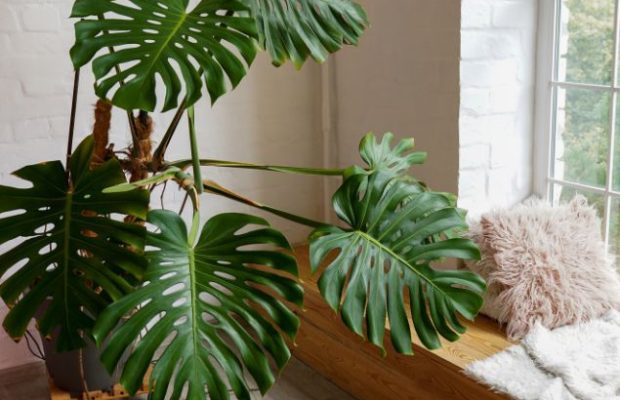 G-Time Group indoor plants