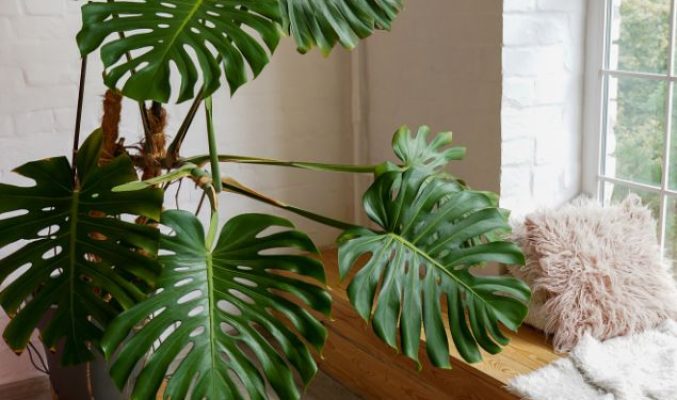 G-Time Group indoor plants