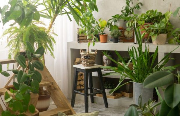 Indoor plants