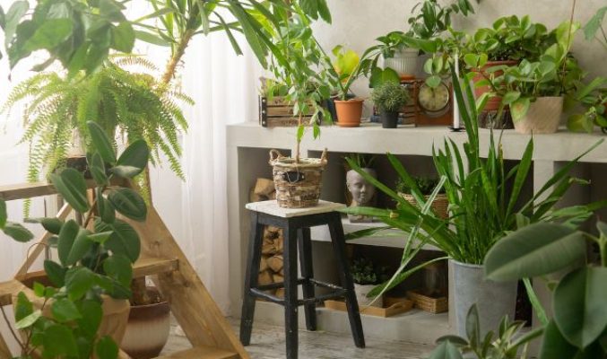 Indoor plants