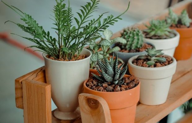 Indoor plants