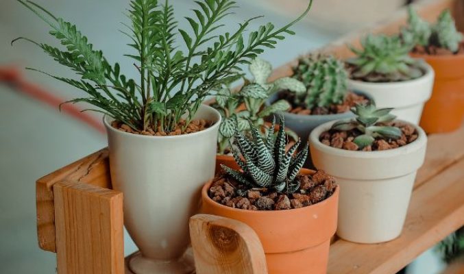 Indoor plants